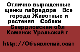 Отлично выращенные щенки лабрадора - Все города Животные и растения » Собаки   . Свердловская обл.,Каменск-Уральский г.